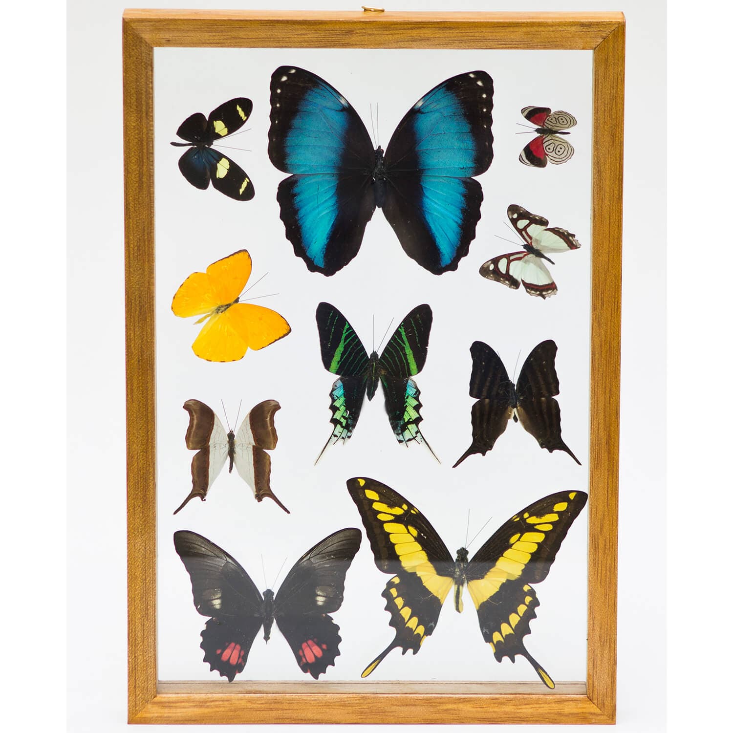 Framed Wall Art with Real Butterflies